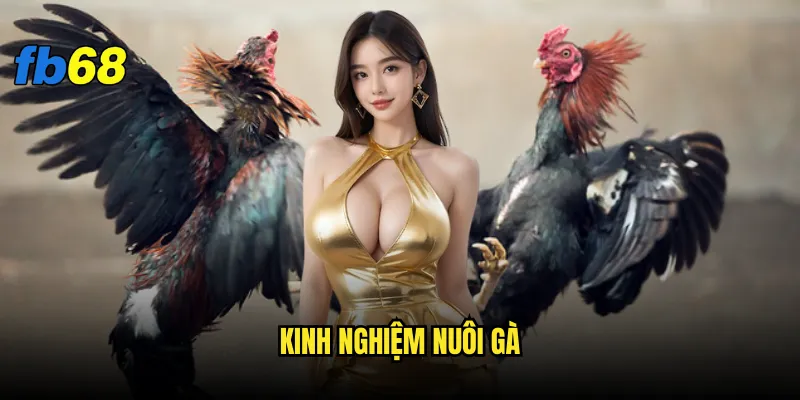 Kinh nghiệm nuôi gà