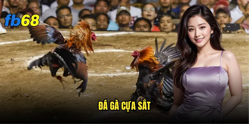 đá gà cựa sắt