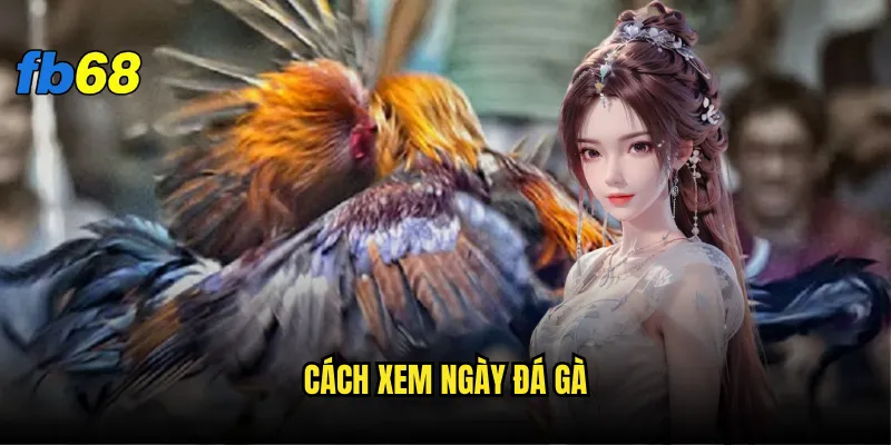 cách xem ngày đá gà